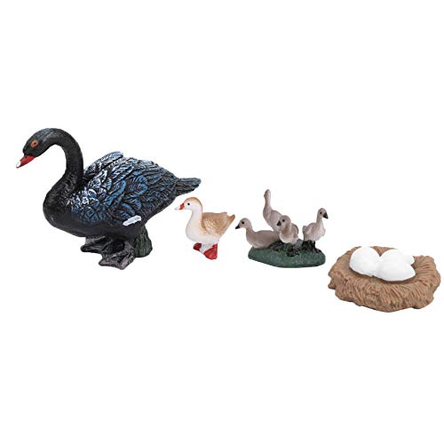 KIMISS 4 -Stufe Wachstum, Zyklusmodell Tier Enten Leben Spielzeugtiere Dinosaurier & Prähistorische Kreaturen Models Pädagogischer Toyb Interaktives Lernen e Onal für Kleinkind (B) von KIMISS