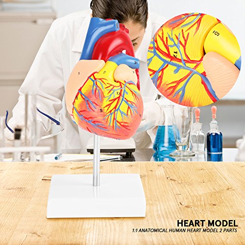 KIMISS Lebensgroßes Anatomisches Modell des Menschlichen Herzens - 2 Teile PVC -Onal Modell mit Basis für Kardiovaskuläre Anatomiestudie von KIMISS