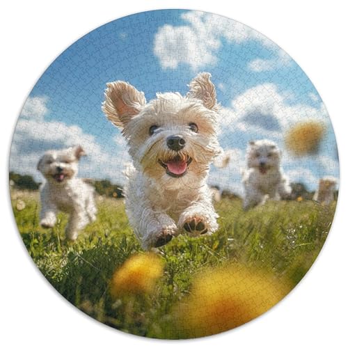 West Highland White Terrier Puzzles 1000 Teile Schwer Puzzle Spielzeug Lernspiel Impossible Herausforderung Spielzeug Für Erwachsene Und Kinder Ab 12 Jahren 1000pcs (67.5x67.5cm) von KKOLASXZE