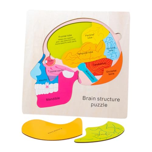 KOMBIUDA 1 Satz Gehirnstruktur-Puzzle Zur Gehirnstruktur Zur Äußeren Gehirnstruktur Gehirnstrukturmodell Für Lernpuzzlespielzeug Kinderspielzeug Gehirnrätsel Holz von KOMBIUDA