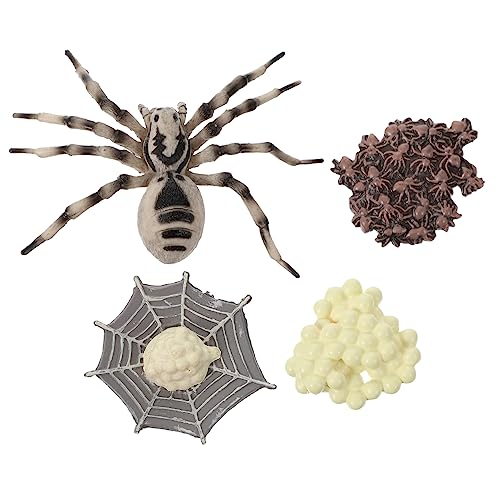 KOMBIUDA 1 Satz Kognitives Modell des Lebens Spielzeugmodelle Vogelspinne Lebenszyklusmodell Evolutionsmodell Vogelspinne Miniaturmodell Vogelspinne Ornament Figurenmodell von KOMBIUDA