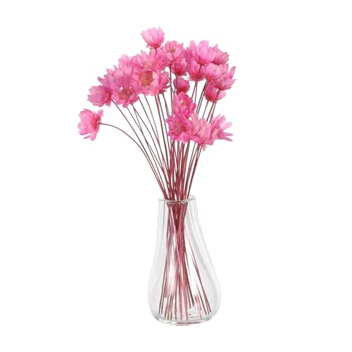 KOMBIUDA 2 Stück Miniatur Blumen Für Puppenhaus Miniatur Blumenvase Für Puppenhaus Winzige Künstliche Getrocknete KOMBIUDA 2 Stück Miniatur Blumen Für Puppenhaus Miniatur Blumenvase Für Puppenhaus Winzige Künstliche Getrocknete von KOMBIUDA