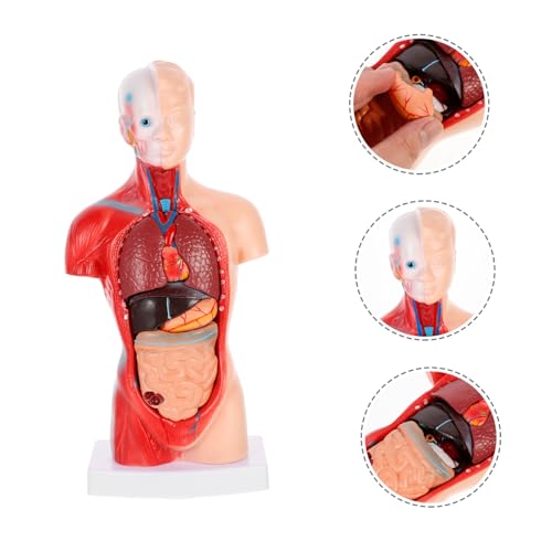 KOMBIUDA Anatomisches Herzmodell Torso Zerlegbar Human Organ Modell Lehrmittel für Medizinstudenten Schule KOMBIUDA Anatomisches Herzmodell Torso Zerlegbar Human Organ Modell Lehrmittel für Medizinstudenten Schule von KOMBIUDA