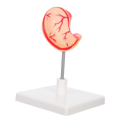 KOMBIUDA Anatomisches Magenmodell Robustes Menschliches Organ für Medizinstudium Detaillierte Darstellung Einfach Montierbar für Anatomische Lehre und von KOMBIUDA