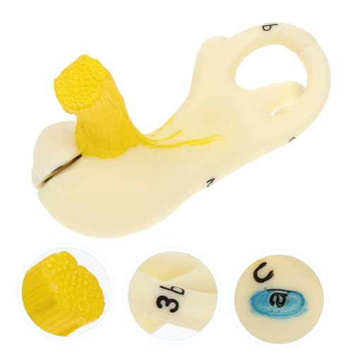 KOMBIUDA Anatomisches Ohrmodell Innenohrstruktur Lehrmittel Langlebig Farbig Realistisch für Medizinische Ausbildung und Anatomiekurse Geeignet von KOMBIUDA