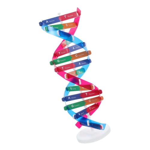 KOMBIUDA DNA modellbausatz Doppelhelixstruktur Lernspielzeug Pädagogisches Gen Modell Kit Einfache Montage Wissenschaftliche Ausrüstung für Biologieunterricht und Schüler von KOMBIUDA