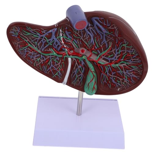 KOMBIUDA Medizinisches Menschliches Lebermodell mit Sockel Realistische Anatomische Darstellung Lehrmodell für Schulunterricht und Display Pädagogisches Organmodell von KOMBIUDA