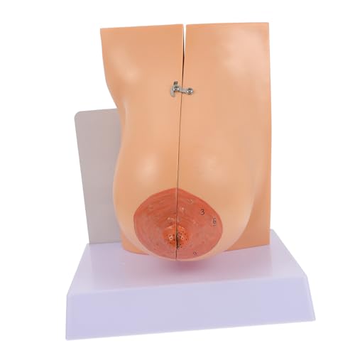 KOMBIUDA Medizinisches Weibliches Brustmodell Detailliertes Bruststrukturmodell für Ausbildung Pflege und anatomische Lehrmittel Flexibel und Detailgetreu für Studenten Lehrer und Experten KOMBIUDA Medizinisches Weibliches Brustmodell Detailliertes Bruststrukturmodell für Ausbildung Pflege und anatomische Lehrmittel Flexibel und Detailgetreu für Studenten Lehrer und Experten von KOMBIUDA