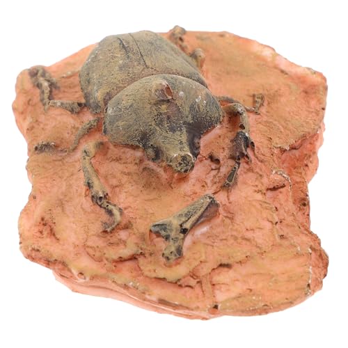 KOMBIUDA Paläontologisches Insektenfossil Wissenschaftliches Lehrmittel Kompakt Leicht für Sammlungen und Unterricht Geeignet von KOMBIUDA