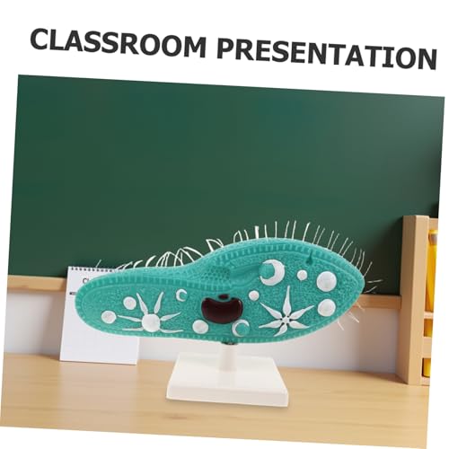 KOMBIUDA Paramecium Struktur Modell mit Ständer Detaillierte Cilien Hochpräzises Biologie Lehrmodell Langlebiges Experimentiergerät für Mittelschul-biologieunterricht KOMBIUDA Paramecium Struktur Modell mit Ständer Detaillierte Cilien Hochpräzises Biologie Lehrmodell Langlebiges Experimentiergerät für Mittelschul-biologieunterricht von KOMBIUDA