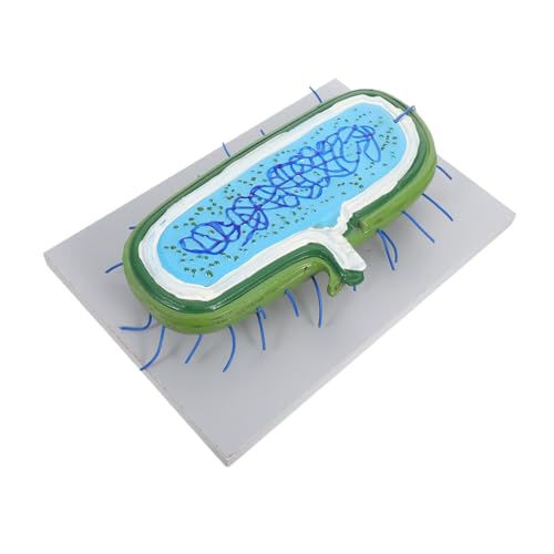 KOMBIUDA Vergrößertes Zellkernmodell mit Organellen für Interaktiven Biologieunterricht Menschliche Zelle Simulation zum Zusammenbauen Lehrmittel für Schüler und Wissenschaftsklassenzimmer von KOMBIUDA