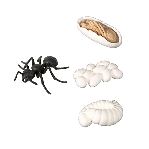 KONTONTY Ameisen-lebenszyklus-Modell Wachstumsstufen Eier Larve Ameise Tiermodell Für Lernen Basteln Dioramen Partygeschenke KONTONTY Ameisen-lebenszyklus-Modell Wachstumsstufen Eier Larve Ameise Tiermodell Für Lernen Basteln Dioramen Partygeschenke von KONTONTY