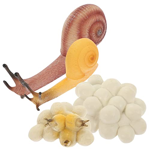 KONTONTY 1 Set Snail Wachstum Zyklus Spielzeugsimulation Snail Figuren Schneckenmodell Schnecke Kognitive Modelle Pädagogische Spiele Snail Zyklus Modell Animal Cognitive Modelle von KONTONTY