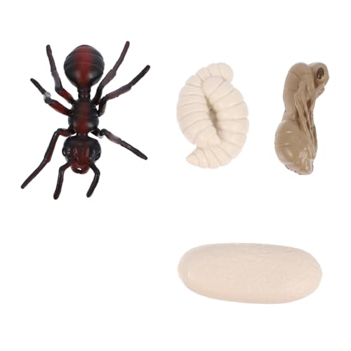 KONTONTY 1 Wachstumszyklus Der Insekten Spielzeugmodell Der Roten Ameise Eier-lebenszyklus-kit Rote Ameisen-Display-Modelle Wachstumszyklusmodell Der Roten Ameise Schmücken PVC Frosch Kind von KONTONTY