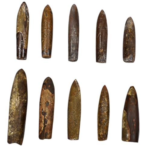KONTONTY 10 Stück Teiliges Kreatives Palaeo Tierfossilien Naturstein Dekoration für Bildungszwecke für Paläontologie Unterricht und Wissenschaftliche Präsentationen KONTONTY 10 Stück Teiliges Kreatives Palaeo Tierfossilien Naturstein Dekoration für Bildungszwecke für Paläontologie Unterricht und Wissenschaftliche Präsentationen von KONTONTY