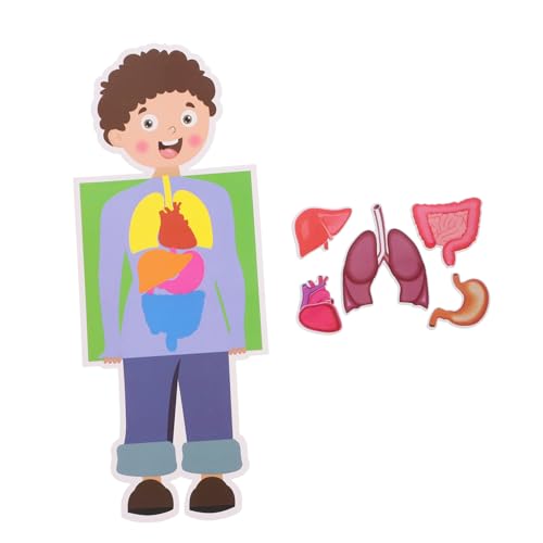 KONTONTY 2 Sätze DIY Menschliche Organ Modelle für Teiliges Lehrmittel für Kreative Wissenschaftsexperimente Lernspielzeug für Eltern und Organstruktur von KONTONTY