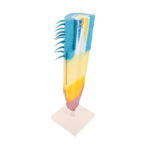 KONTONTY Corn Plant Root Profile Modell Detailgetreues Botanisches Wurzelsystem Lernmodell Robustes Kompaktes Lehrmittel für Biologieunterricht für Schüler und Lehrer von KONTONTY