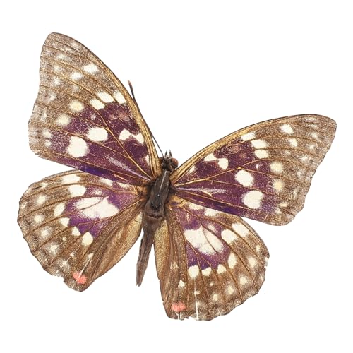 KONTONTY Schmetterlingsexemplar Schmetterlingsform Schmetterlingsdekor Echter Schmetterlingsrahmen Präparation Schmetterling Präparation Präparation Schmetterling KONTONTY Schmetterlingsexemplar Schmetterlingsform Schmetterlingsdekor Echter Schmetterlingsrahmen Präparation Schmetterling Präparation Präparation Schmetterling von KONTONTY