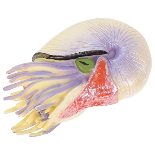 KONTONTY Simulation Nautilus Modell Lernspielzeug Kreatives Meeresbewohner Deko Pädagogisch Geeignet für Nautilus Sammelspielzeug von KONTONTY