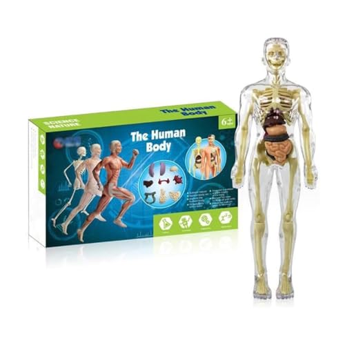 3D-Torso-Modell für das Lernen von Kindern, STEM wissenschaftliches abnehmbares Mini-Skelett-Modell, Anatomie für Studium, grundlegende Details des menschlichen Skelettsystems 3D-Torso-Modell für das Lernen von Kindern, STEM wissenschaftliches abnehmbares Mini-Skelett-Modell, Anatomie für Studium, grundlegende Details des menschlichen Skelettsystems von KOOMAL