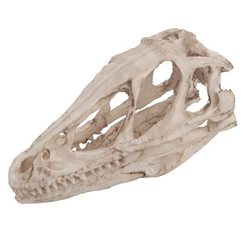 KOSDFOGE Dinosaur Skull Resin Model Realistic Ancient Teaching Decor Craft Desktop Office Home Animal Skeleton KOSDFOGE Dinosaur Skull Resin Model Realistic Ancient Teaching Decor Craft Desktop Office Home Animal Skeleton von KOSDFOGE