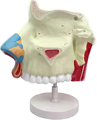 Anatomisches Modell der menschlichen Nasenhöhle for die Ausbildung im Gesundheitswesen – detailliertes Trainingshilfsmittel for die HNO-Heilkunde und die Atemwegsendoskopie Anatomisches Modell der menschlichen Nasenhöhle for die Ausbildung im Gesundheitswesen – detailliertes Trainingshilfsmittel for die HNO-Heilkunde und die Atemwegsendoskopie von KPKPK