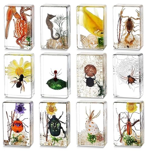 12-teiliges Insektenharz-Set, Vorschulwissenschaft – Echte Käfer in klarem Harz für Lehrer, Studenten und Insektenliebhaber als Biologie-Lehrmaterial, mit Vergrößerungsglas von KSVMOAG