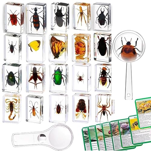 20 Pcs Insekten Harz,Vorschule Wissenschaft,echte Käfer in klarem Harz für Lehrer,Studenten,Biologie Bildung von Bug Enthusiasten Mit Vergrößerungsglas und Anleitung für die Insektenkarte 20 Pcs Insekten Harz,Vorschule Wissenschaft,echte Käfer in klarem Harz für Lehrer,Studenten,Biologie Bildung von Bug Enthusiasten Mit Vergrößerungsglas und Anleitung für die Insektenkarte von KSVMOAG