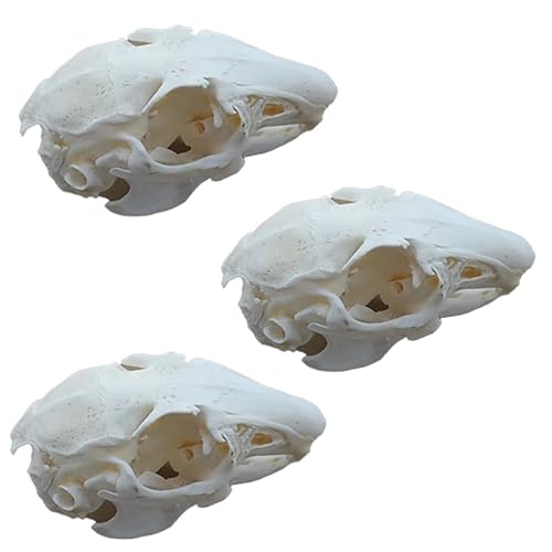3 echte Kaninchen Schädel Proben, authentische tierische Skelett Handwerke, Haus Schädel Dekorationen, sammelbare Forschungsexemplare, einzigartige Geschenke von KSVMOAG