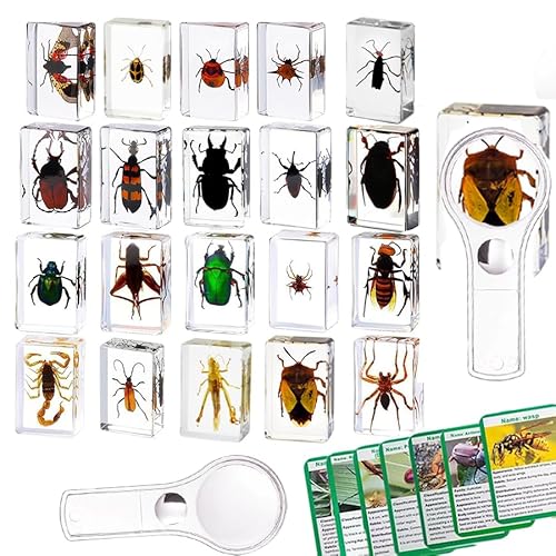 20 Stück Harz Insekten,Echte Insekten-Exemplare aus transparentem Insekten in kunstharz,Kinder-Käfer für Vorschule Mit Vergrößerungsglas und Anleitung für die Insektenkarte 20 Stück Harz Insekten,Echte Insekten-Exemplare aus transparentem Insekten in kunstharz,Kinder-Käfer für Vorschule Mit Vergrößerungsglas und Anleitung für die Insektenkarte von KSVMOAG