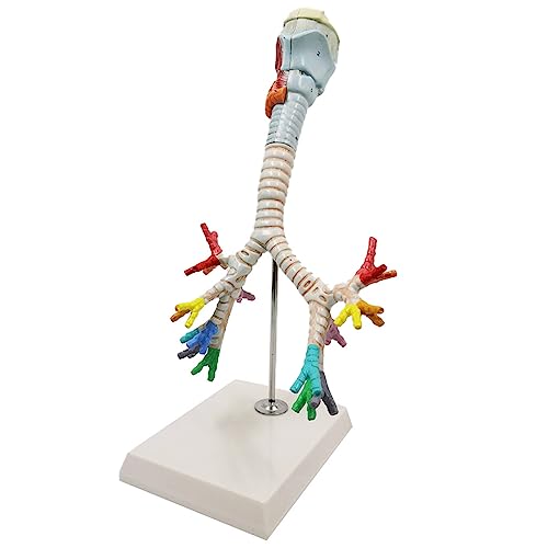 KTREZ Menschliches Larynx-Luftröhre und Bronchienmodell, 2-teilig, lebensgroß, menschliches Atmungssystem, anatomisches Modell, Kehlkopf-Luftröhre und Bronchialbaummodell für den medizinischen von KTREZ