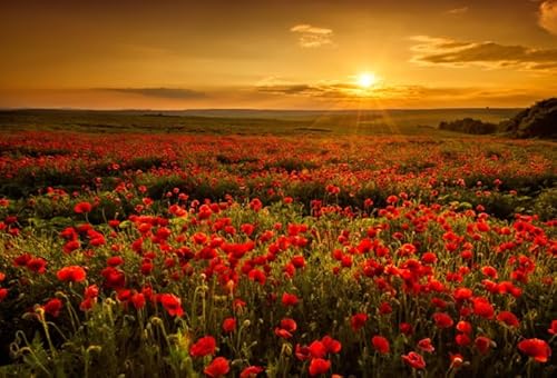 1000-teiliges Puzzle „Sonnenuntergang, rote Blumen“, Poster für Erwachsene, Familienspiele, Lernspielzeug, Qz474Yk, 26 x 38 cm 1000-teiliges Puzzle „Sonnenuntergang, rote Blumen“, Poster für Erwachsene, Familienspiele, Lernspielzeug, Qz474Yk, 26 x 38 cm von KUTDE