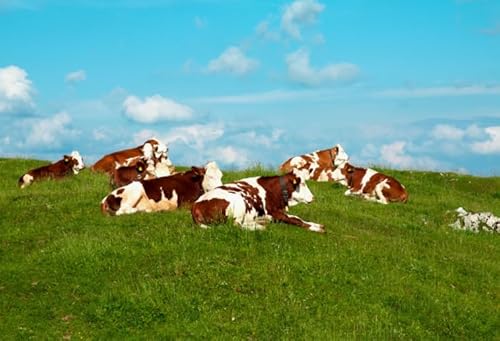 1000-teiliges Puzzle mit Tierkühen, Poster zum Spaß für Erwachsene, Puzzlespielzeug, Familien-Stressabbauspiele, Qz782Yk, 50 x 70 cm 1000-teiliges Puzzle mit Tierkühen, Poster zum Spaß für Erwachsene, Puzzlespielzeug, Familien-Stressabbauspiele, Qz782Yk, 50 x 70 cm von KUTDE