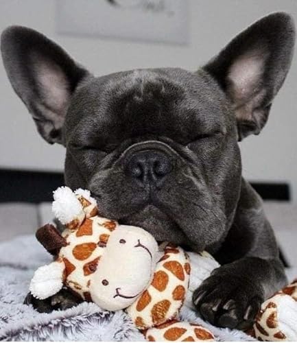 1000-teiliges Tierpuzzle, Hund, Poster für Erwachsene, Puzzle, Spielzeug, Dekompressionsspiel, Xq364Zp 26x38CM 1000-teiliges Tierpuzzle, Hund, Poster für Erwachsene, Puzzle, Spielzeug, Dekompressionsspiel, Xq364Zp 26x38CM von KUTDE
