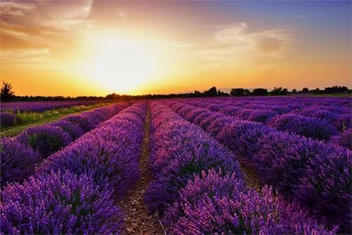 Puzzle 1000 Teile Landschaft Lavendel Blumen Meer Poster Puzzles Lernspielzeug für Erwachsene Qw280Zp 38x52CM Puzzle 1000 Teile Landschaft Lavendel Blumen Meer Poster Puzzles Lernspielzeug für Erwachsene Qw280Zp 38x52CM von KUTDE