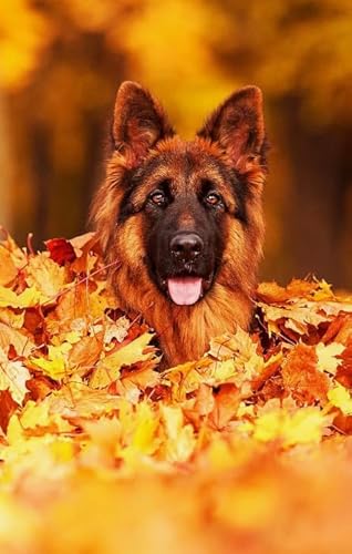 Puzzle 1000 Teile Tierhund-Poster Puzzle für Erwachsene Lernspiel Familiendekompressionsspielzeug Kx543Zy 26x38CM von KUTDE