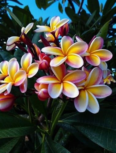 Puzzle 2000 Teile Bild Blumen für Erwachsene Familienspiele Lernspielzeug Gt491Zw 70x100CM von KUTDE
