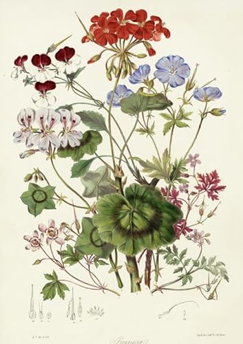 Puzzle 2000 Teile Retro Pflanzen Blumen Illustrationen Poster Puzzle Für Erwachsene Lernspiel Familiendekompressionsspielzeug Xq517Zp 70x100CM von KUTDE