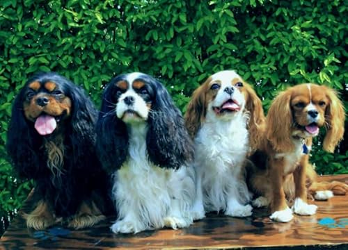 Puzzle 2000 Teile Tier Lustige Hunde Poster Puzzle für Erwachsene Familiendekompressionsspiele Xq528Zp 70x100CM Puzzle 2000 Teile Tier Lustige Hunde Poster Puzzle für Erwachsene Familiendekompressionsspiele Xq528Zp 70x100CM von KUTDE