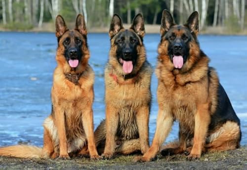 Puzzle 2000 Teile Tierhund-Poster für Erwachsene Familien Puzzle Spielzeug Dekompressionsspiel Xq562Zy 70x100CM von KUTDE