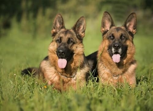 Puzzle 2000 Teile Tierhund-Poster für Erwachsene Familien Puzzle Spielzeug Dekompressionsspiel Xq563Zy 70x100CM von KUTDE