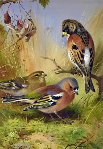 Puzzle 2000 Teile Tiervögel Kunstposter Puzzle für Erwachsene Familiendekompressionsspiele Gt358Zw 70x100CM von KUTDE