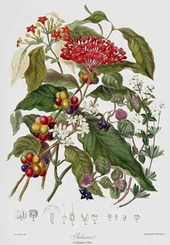 Puzzle 2000 Teile Vintage Illustrationen Botanisches Poster Für Die Ganze Familie Farbenfrohes Legespiel Kx293Zy 70x100CM Puzzle 2000 Teile Vintage Illustrationen Botanisches Poster Für Die Ganze Familie Farbenfrohes Legespiel Kx293Zy 70x100CM von KUTDE