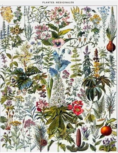 Vintage Botanische Illustrationen Puzzle 2000 Teile Poster für Erwachsene Kinder Spiele Lernspielzeug Geschenk Kx316Zy 70x100CM von KUTDE