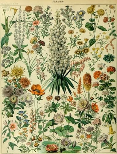 Vintage Botanische Illustrationen Puzzle 2000 Teile Poster für Erwachsene Kinder Spiele Lernspielzeug Geschenk Kx317Zy 70x100CM von KUTDE
