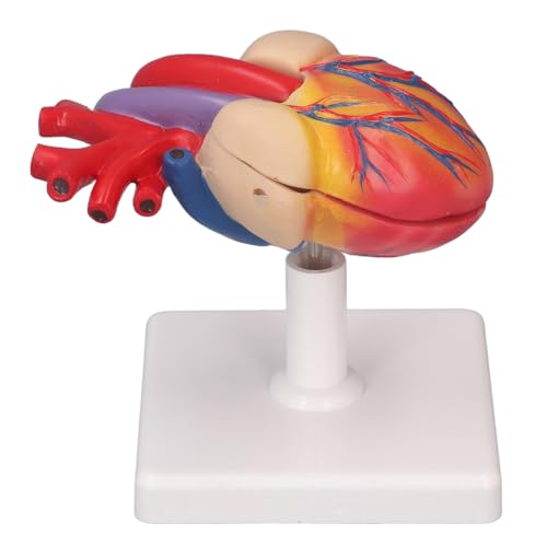 Lebensgroßes Menschliches Herzmodell, Detaillierte Texturen, Ausgezeichnetes PVC-Material, 7 Stück, mit Stützbasis, 2-teiliges Design für den Medizinischen Unterricht von Kadimendium