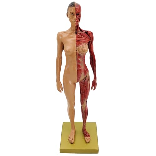 Menschliches Anatomie-Muskelmodell, realistisches Harz menschlich von Kalastussaari