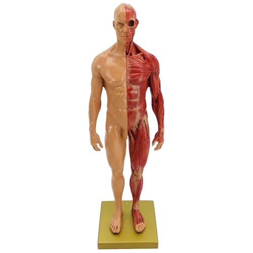 Menschliches Anatomie-Muskelmodell, realistisches Harz menschlich Menschliches Anatomie-Muskelmodell, realistisches Harz menschlich von Kalastussaari