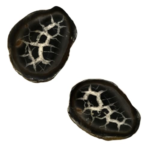 Kaltner Präsente Geschenkidee - Halbpolierter Septarien Deko Stein/Lehrmaterial Mineralien Fossilien/Handschmeichler (2er Set) von Kaltner Präsente