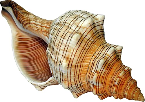 Kaltner Präsente Geschenkidee - Muschel Fasciolaria Trapezium Trapez Bandschnecke Meeresschnecke (17-18 cm) von Kaltner Präsente